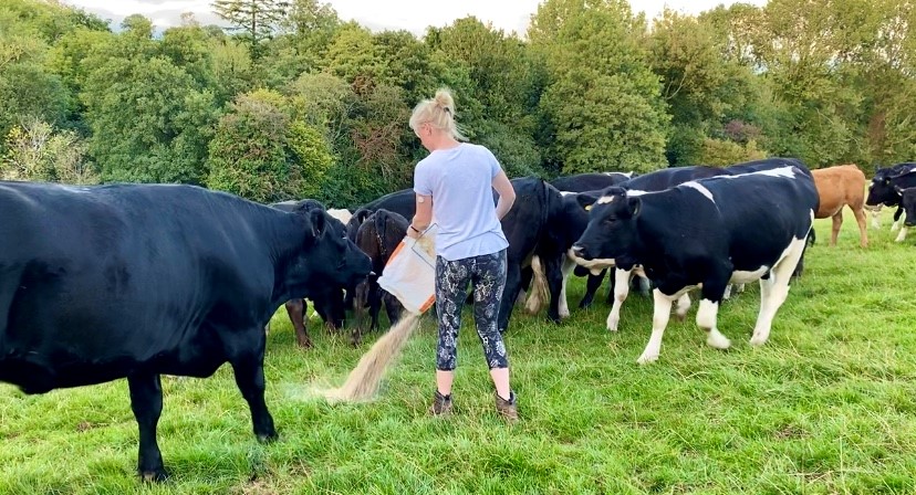 A woman feeding her cows outside